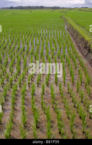 Les plants de riz dans un champ en terrasses irriguées, Bali, Indonésie Banque D'Images