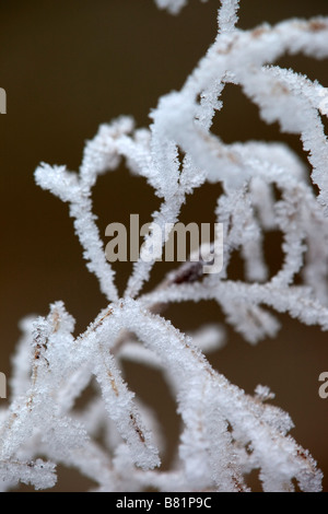 Cristaux de givre sur une plante cotswolds Banque D'Images