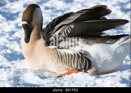 Swan goose (Anser cygnoides) des profils de s'installer pour se reposer sur la neige Golden Acre Park Nature Reserve Leeds West Yorkshire Angleterre UK Banque D'Images