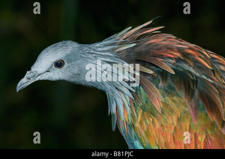 Pigeon Nicobar (Caloenas nicobarica) Guinea, captive Banque D'Images