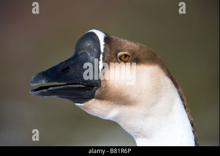 L'oie domestique chinois (Anser cygnoides) des profils close-up de tête Golden Acre Park Nature Reserve Leeds West Yorkshire Angleterre UK Banque D'Images