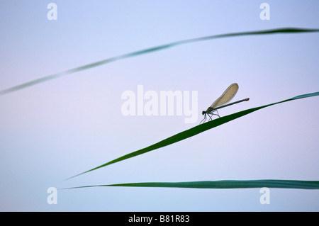 Demoiselle femelle Calopteryx sp Banque D'Images