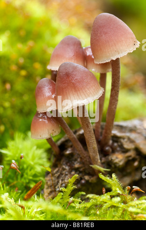 Bonnets fées disseminatus Coprinus sp ou Pays Basque France Banque D'Images