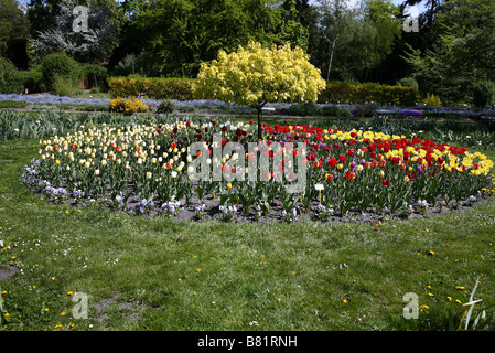 Les tulipes DANS LES JARDINS BOTANIQUES CRACOVIE POLOGNE CRACOVIE Pologne 01/05/2007 Banque D'Images