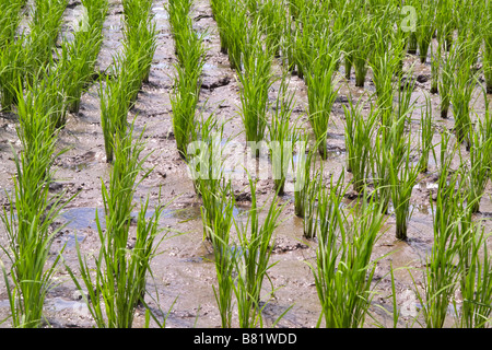 Les plants de riz dans un champ irrigué Bali Indonésie Banque D'Images