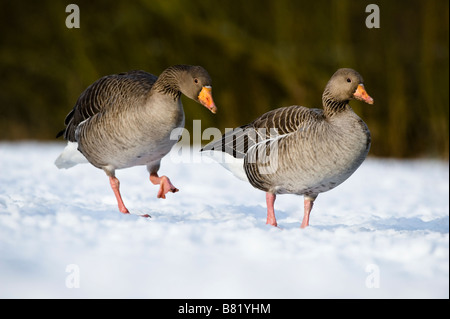 Oie cendrée (Anser anser) paire adultes marcher sur la neige Golden Acre Park Nature Reserve Leeds West Yorkshire angleterre Europe Février Banque D'Images