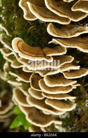 La Turquie Trametes versicolor champignons queue Pays Basque France Banque D'Images