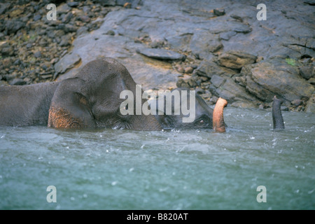 Les éléphants indiens ou d'Asie (Elephas maximus) baignade en piscine pendant les pluies de mousson, le parc national de Periyar, INDE Banque D'Images