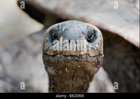 Tortue d'Aldabra, Geochelone gigantia, se promène librement sur l'île de Ile aux Aigrettes, Ile Maurice Banque D'Images