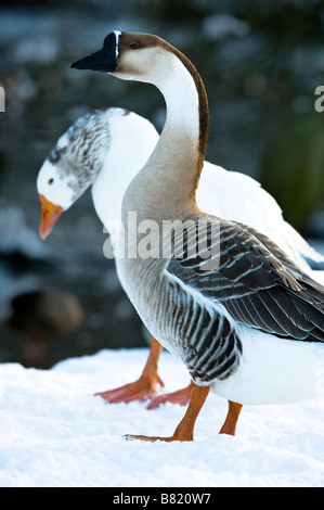 Feral Swan goose (Anser cygnoides domesticus) couplé avec les adultes (Anser anser domesticus) Golden Acre Park Leeds Banque D'Images