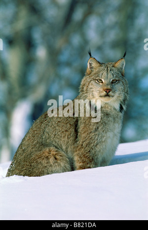 Lynx (Felis lynx) en captivité dans la neige cat Banque D'Images