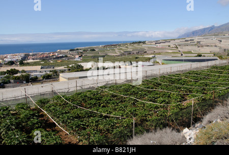 Plantation de banane en partie sous les couvercles de compensation sur la côte sud de Tenerife Banque D'Images