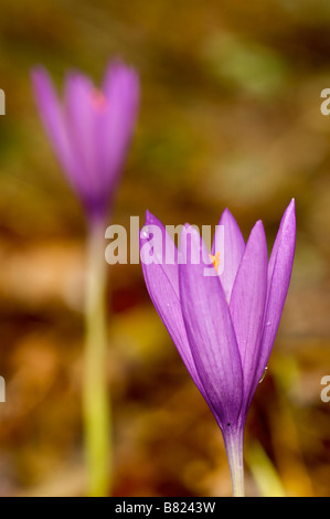 Fleur de Crocus sp forestiers en automne Pays basque France Banque D'Images