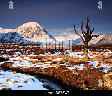 Soleil d'hiver sur un arbre mort sur Rannoch Moor, Glencoe, Ecosse, Royaume-Uni Banque D'Images