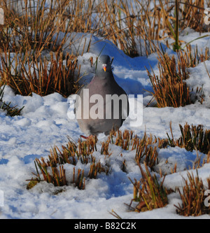 Pigeon ramier (Columba palumbus) marcher sur la neige Banque D'Images