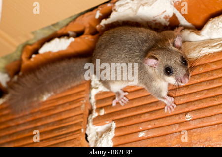 Matières grasses comestibles ou dormeuse Myoxus glis dans une maison Brive la Guaillarde France Banque D'Images