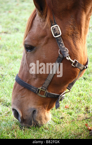 Tête de cheval brun pâturage sur l'herbe dans le champ montrant halter Banque D'Images
