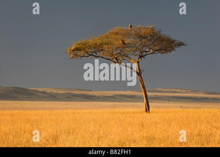 Acacia est le long sur l'herbe d'or du Serengeti dans le Masai Mara National Reserve, Kenya. Banque D'Images