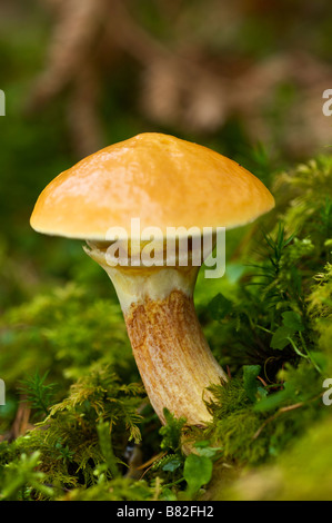 Mélèze bolet Suillus grevillei Pays Basque France Banque D'Images