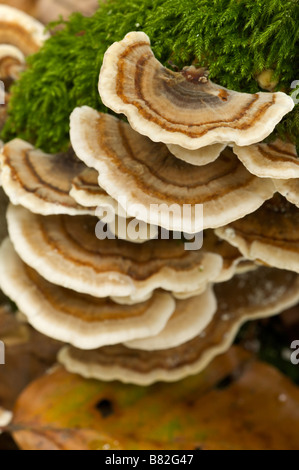 La Turquie Trametes versicolor champignons queue Pays Basque France Banque D'Images