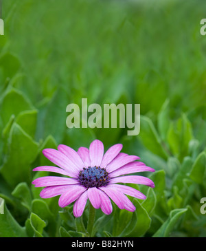 Blue-eyed Daisy africains, Osteospermum pousse dans un New York, USA jardin. Banque D'Images