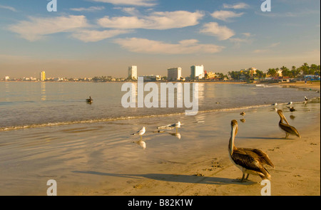 Mexique Mazatlan Sinaloa STATE Scenic view of Olas Atltas Beach Old Mazatlan avec des pélicans et des mouettes en premier plan. Banque D'Images