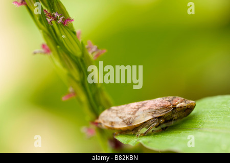 Philaenus spumarius commun froghopper Brive France Banque D'Images