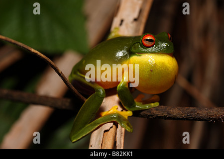 Homme Australian Red eyed tree frog (Litoria chloris) Banque D'Images