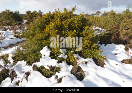 L'ajonc dans la neige Frensham Common Surrey UK Banque D'Images