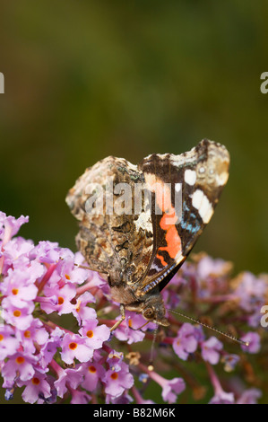 Vulcain Vanessa atalanta papillon France Banque D'Images