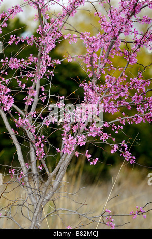 L'Est de l'arbre, redbud Cercis canadensis, en fleurs. New York, USA. Banque D'Images