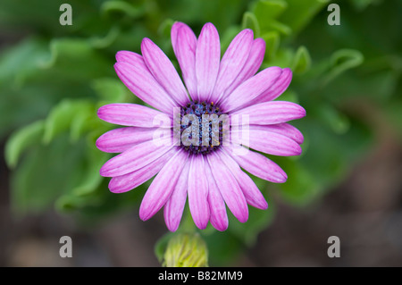 Blue-eyed Daisy africains, Osteospermum pousse dans un New York, USA jardin. Banque D'Images