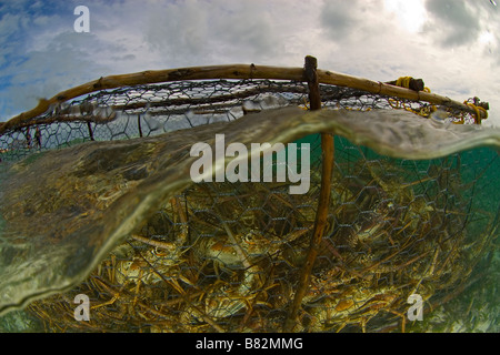 Les homards de piège. Los Roques Venezuela, réseaux, sous-marin, l'océan, sur la mer, la surface, la surpêche, de pêcher Banque D'Images