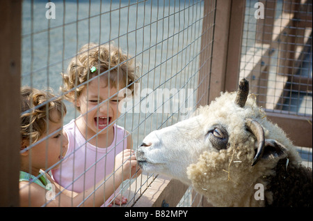 Deux filles tout-petits Alimentation avec enthousiasme un quatre moutons Jacob cornu à travers un grillage dans une ferme Banque D'Images