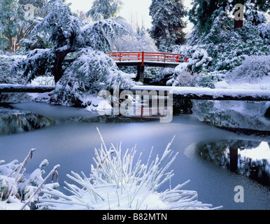 Seattle WA un hiver soleil illumine les arbres couverts de neige et de passerelles dans jardin Kubota Banque D'Images