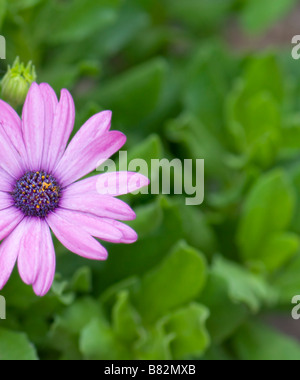 Blue-eyed Daisy africains, Osteospermum pousse dans un New York, USA jardin. Banque D'Images