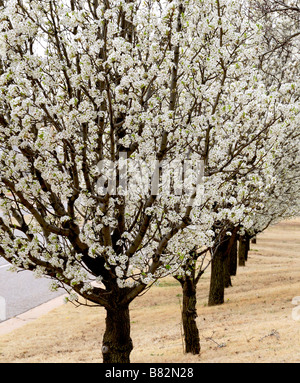 Bradford Pear Tree, ou Callery Pear, Pyrus calleryana, en floraison printanière. Oklahoma City, Oklahoma, États-Unis. Banque D'Images