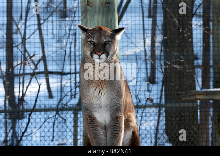 Le Puma ou Lion de montagne dans la région de Toronto Zoo en hiver Banque D'Images