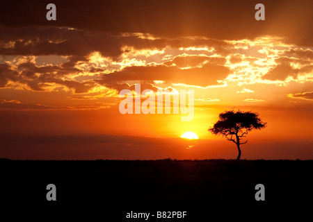 Coucher du soleil sur le Masai Mara Banque D'Images