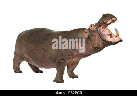 Hippopotamus Hippopotamus amphibius 30 ans devant un fond blanc Banque D'Images