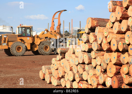 Grumes de pin et de chargeur de pile dans l'exportation du tas de bois,de cour au premier port,Timaru,Canterbury,Île du Sud, Nouvelle-Zélande Banque D'Images