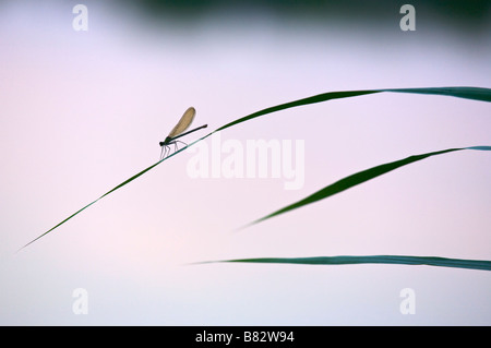 Demoiselle femelle Calopteryx sp Banque D'Images