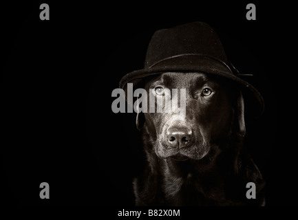 Image en noir et blanc d'un Labrador dans un chapeau Banque D'Images