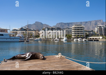 Cape (Arctocephalus pusillus) au Victoria and Alfred Waterfront Cape Town Afrique du Sud Banque D'Images