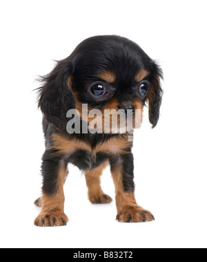 Cavalier King Charles chiot 7 semaines devant un fond blanc Banque D'Images