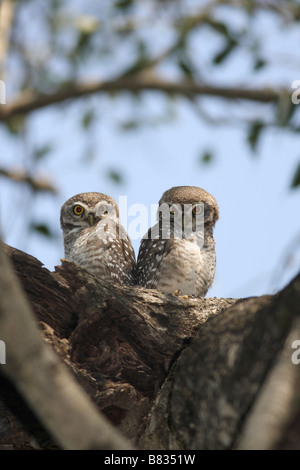 Spotted Owlet (Athene brama) Deux owlets sur arbre. Banque D'Images