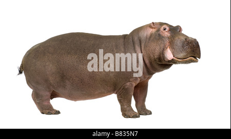 Hippopotamus Hippopotamus amphibius 30 ans devant un fond blanc Banque D'Images