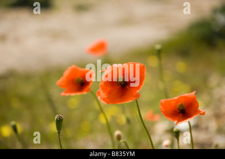 Dans le champ de coquelicots, Dungeness, Kent, UK Banque D'Images