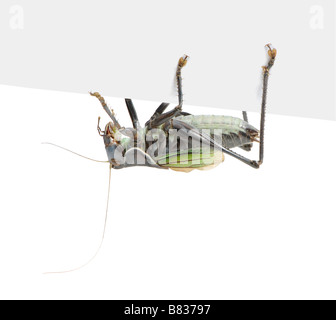 Gratiosa Gampsocleis nom local en Chine guoguo devant un fond blanc Gampsocleis gratiosa est une sauterelle de la Chine Banque D'Images