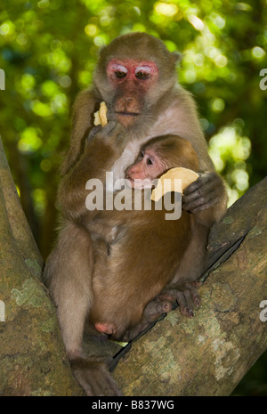 Mère et bébé singes dans le Parc National d'Erawan en Thaïlande Kanchanaburi Banque D'Images